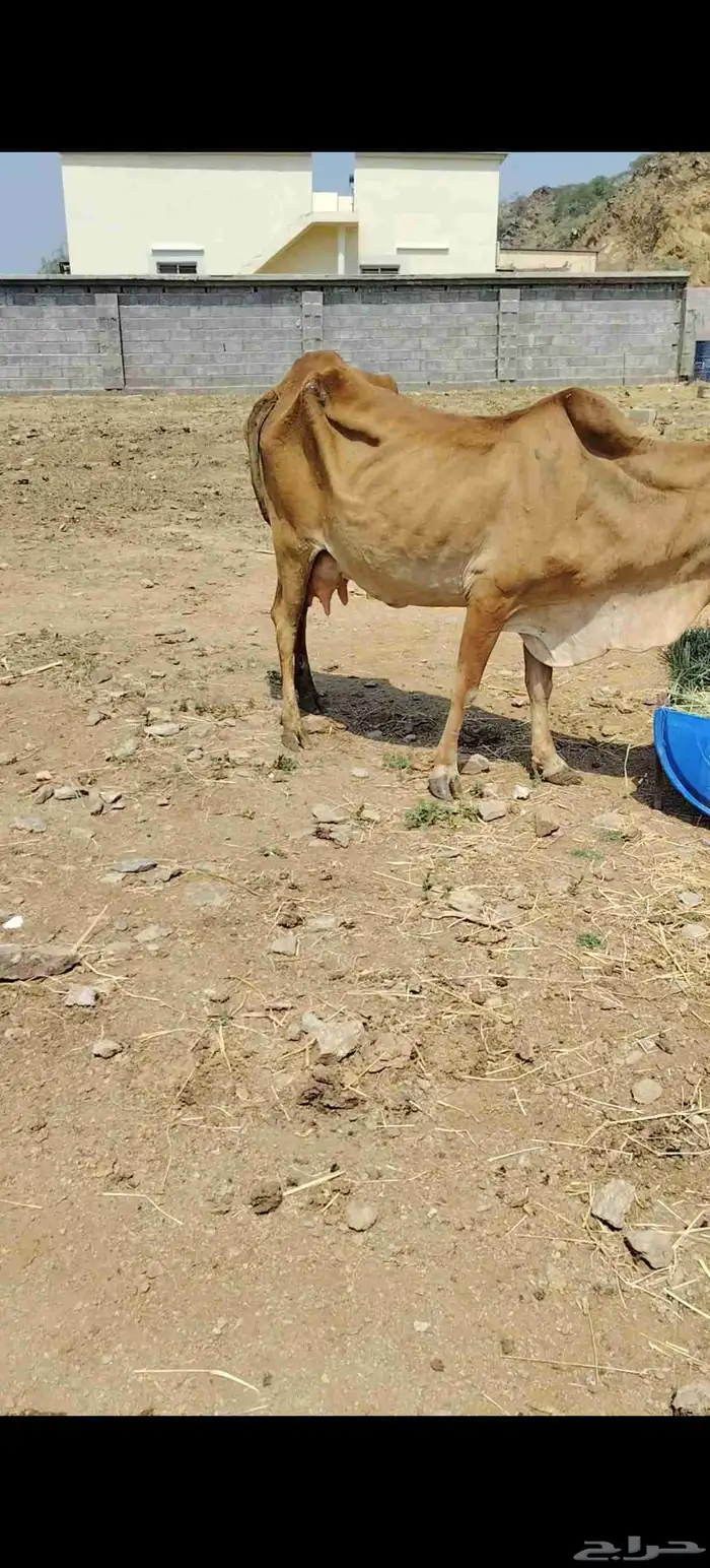 بقره رعويه متبع 0