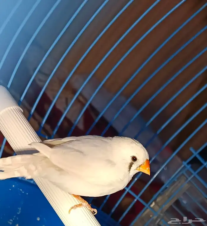 طائر زيبرا 0