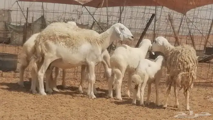 غنم حرية حرش خلفات بهمها ذبائح 3 تحتها 3 17