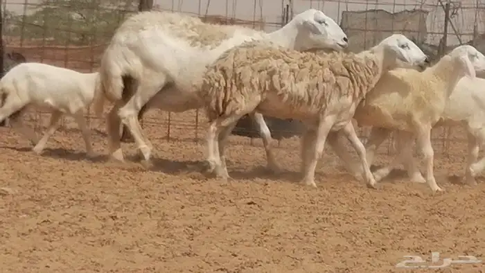 غنم حرية حرش خلفات بهمها ذبائح 3 تحتها 3 1