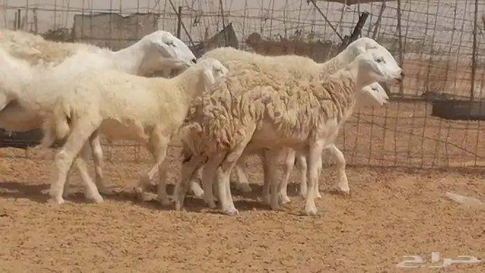غنم حرية حرش خلفات بهمها ذبائح 3 تحتها 3 5