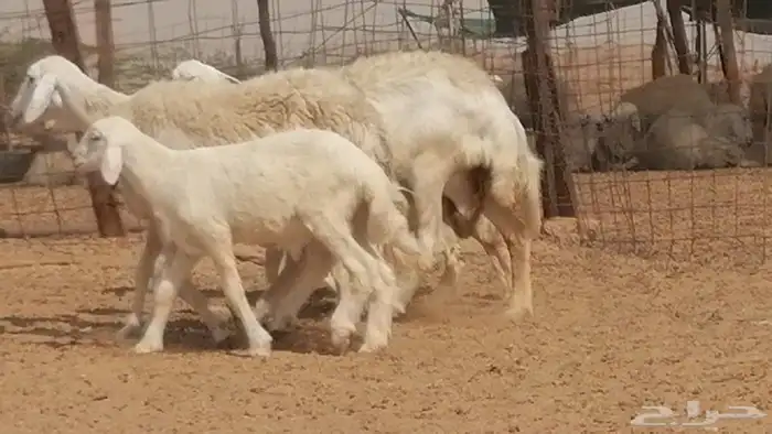 غنم حرية حرش خلفات بهمها ذبائح 3 تحتها 3 3