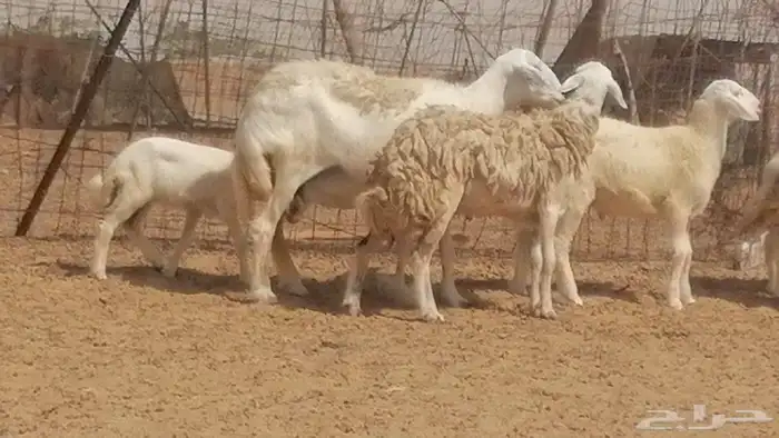 غنم حرية حرش خلفات بهمها ذبائح 3 تحتها 3 14