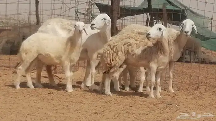 غنم حرية حرش خلفات بهمها ذبائح 3 تحتها 3 0