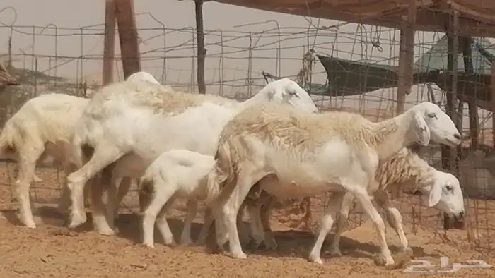 غنم حرية حرش خلفات بهمها ذبائح 3 تحتها 3 22