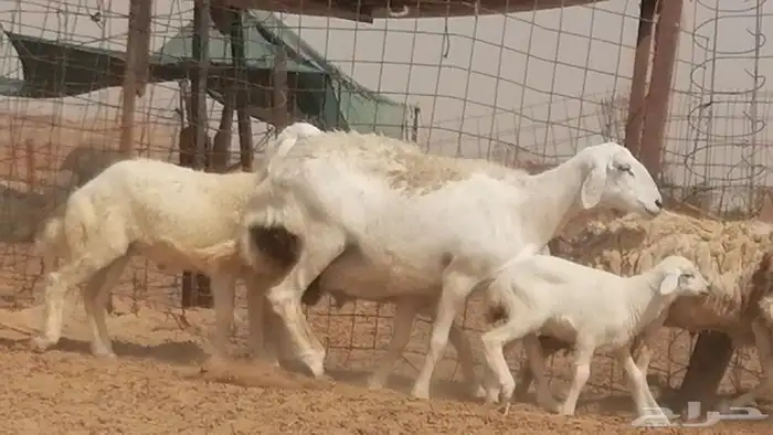 غنم حرية حرش خلفات بهمها ذبائح 3 تحتها 3 20