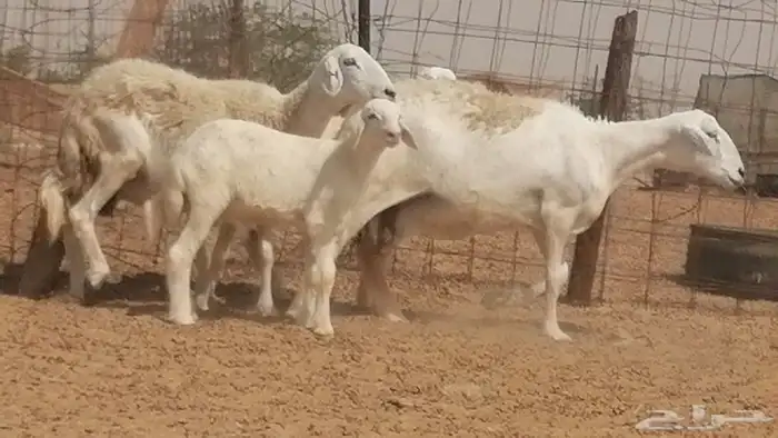 غنم حرية حرش خلفات بهمها ذبائح 3 تحتها 3 16