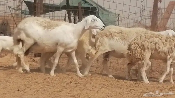 غنم حرية حرش خلفات بهمها ذبائح 3 تحتها 3 10