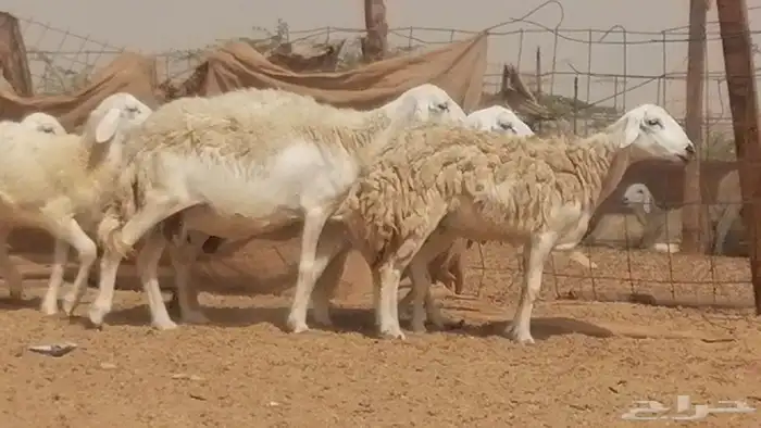 غنم حرية حرش خلفات بهمها ذبائح 3 تحتها 3 19