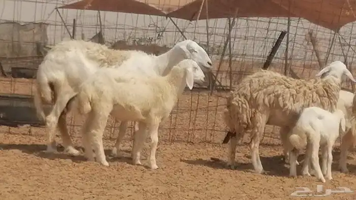 غنم حرية حرش خلفات بهمها ذبائح 3 تحتها 3 24