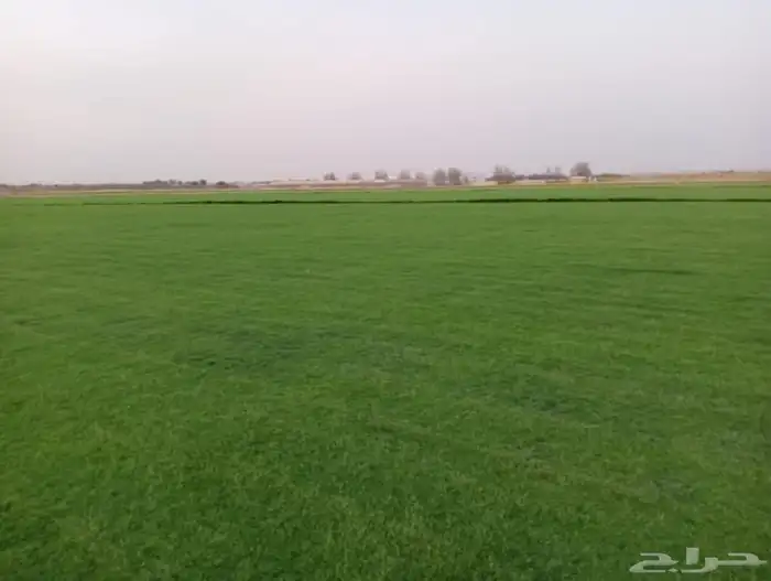 السلام عليكم توريد وتوفير الثيل الطبيعي سي 2000 من ارض المزر 0