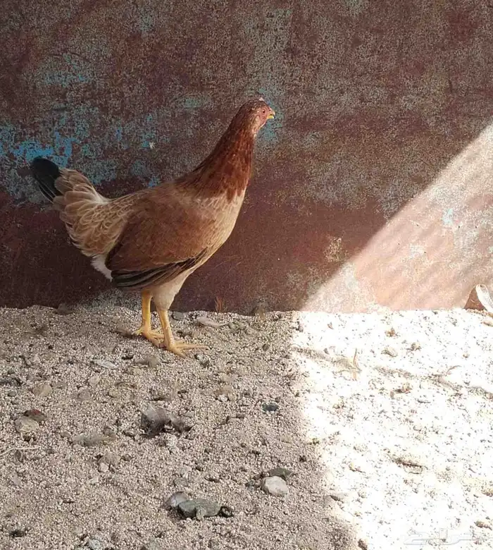 دجاج عربي 2