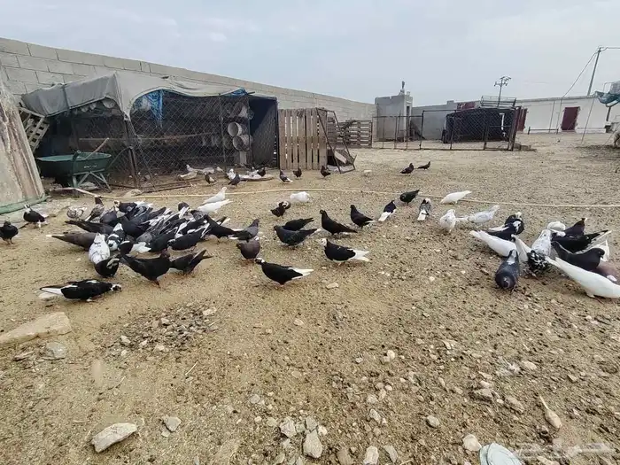 حمام قطايف قلاب بالمجاردة 9
