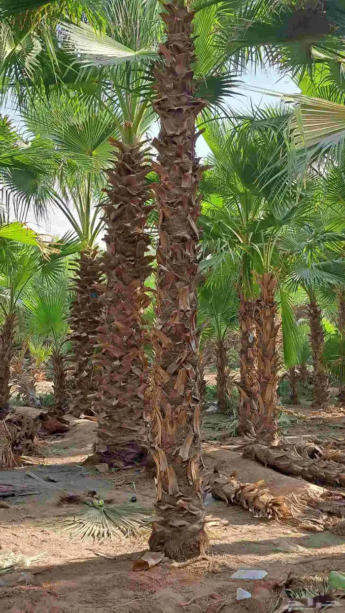نخل زينه وشنطني ونخل عربي 4