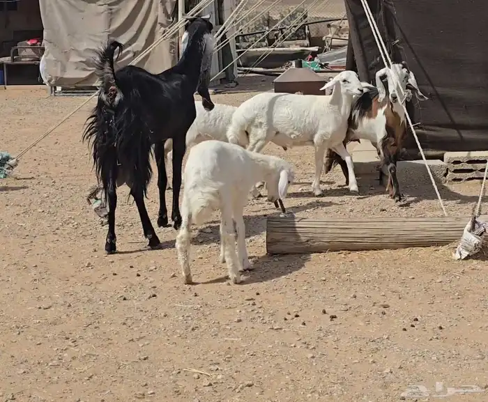 عنزين ويتبعها طليان 5