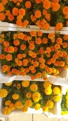 مشتل لتنسيق الحدائق 3