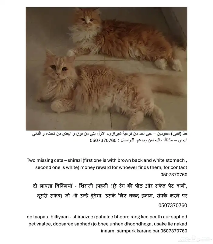 قطين مفقودين في الدمام - حي أحد 2