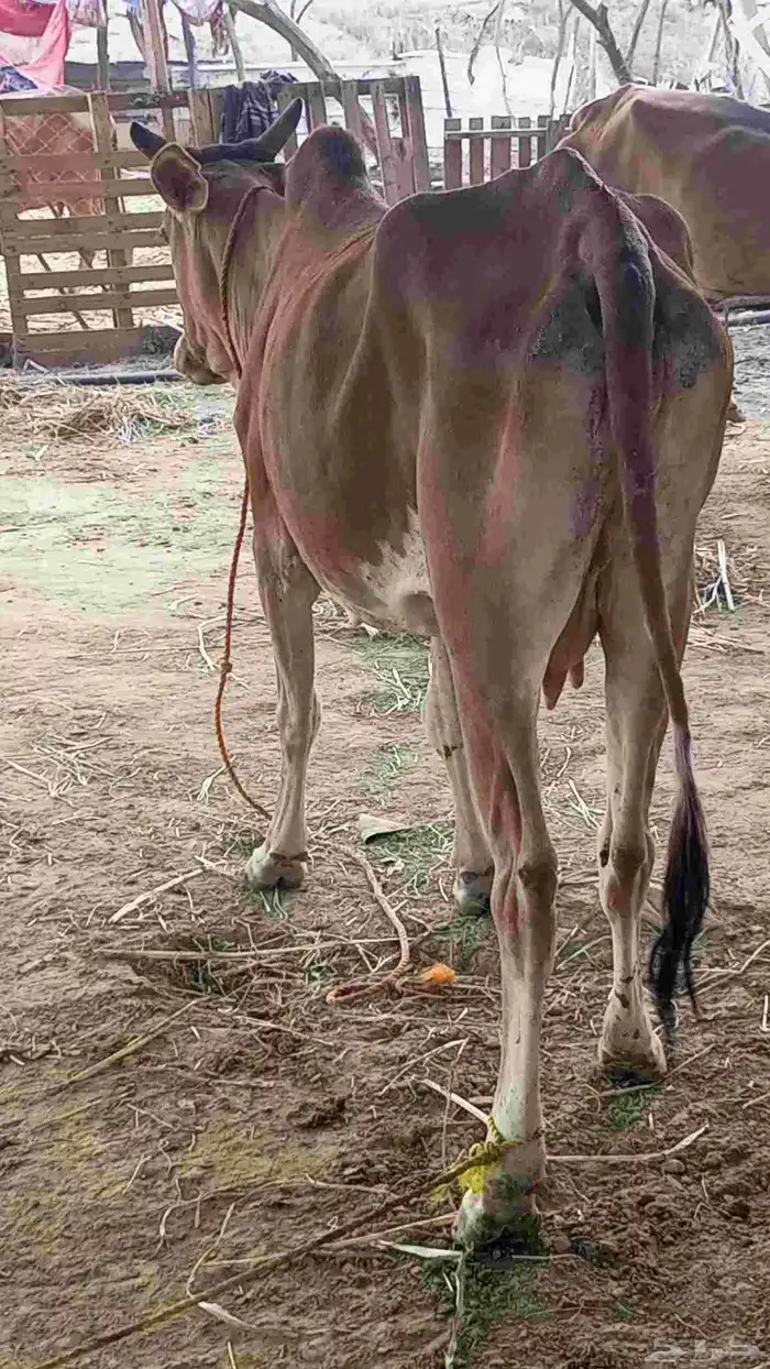 بقرة منتوج تحتها خبشه 4