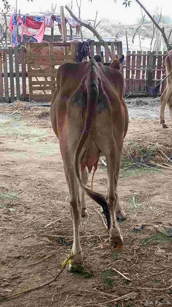 بقرة منتوج تحتها خبشه 3