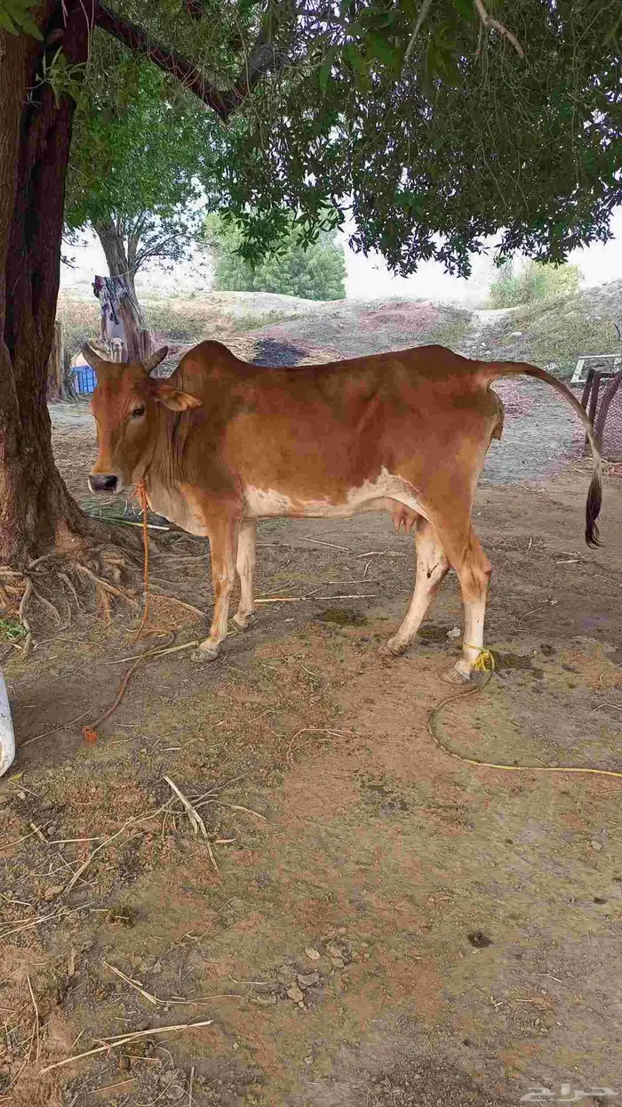 بقرة منتوج تحتها خبشه 0