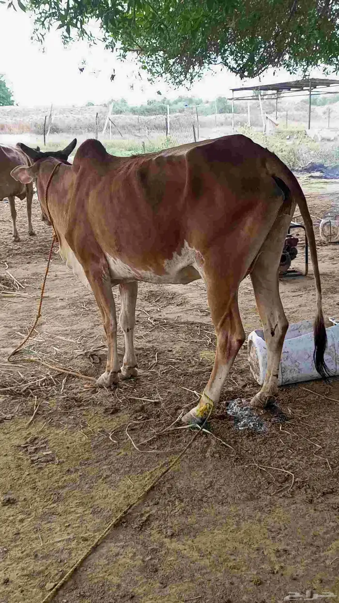 بقرة منتوج تحتها خبشه 5