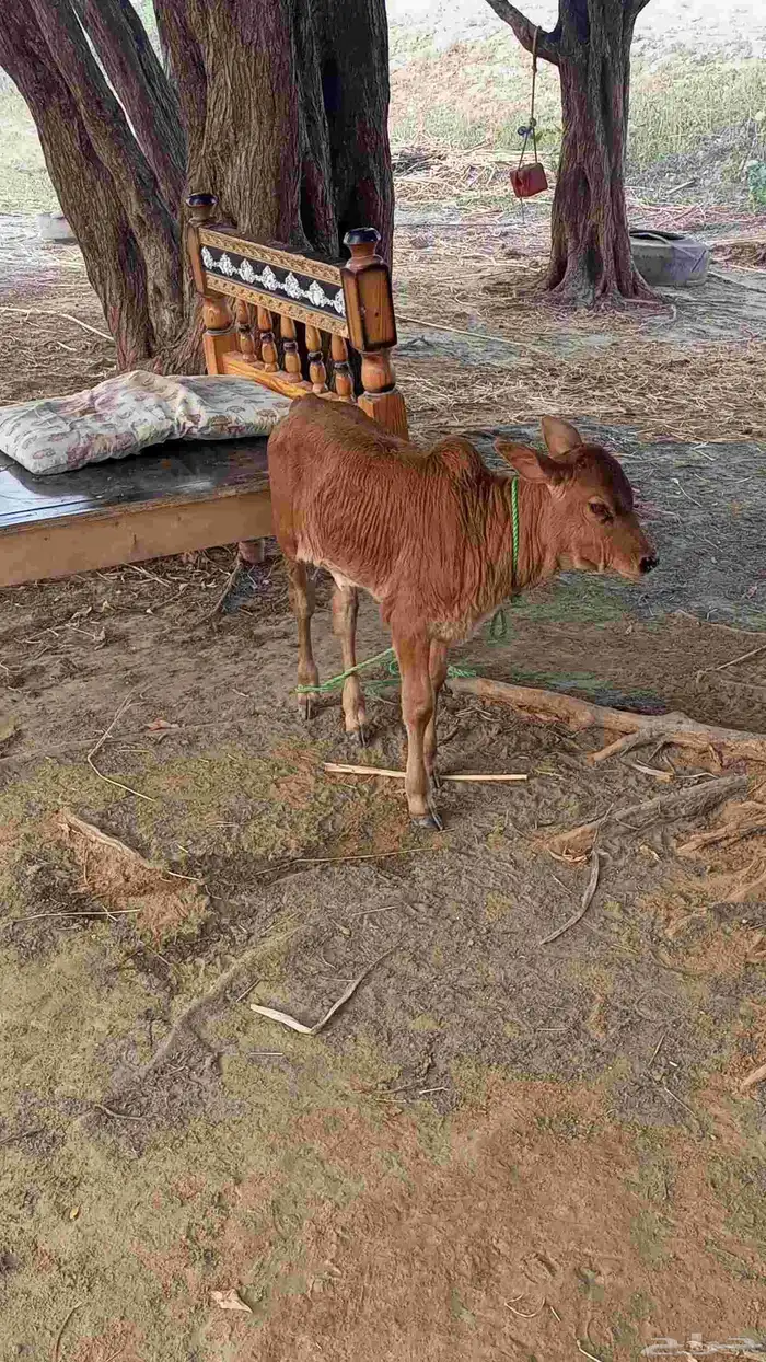 بقرة منتوج تحتها خبشه 7