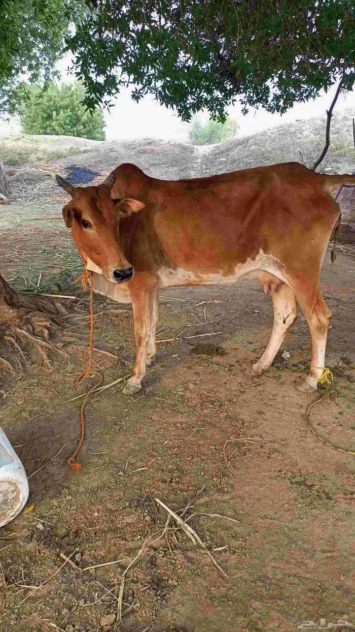 بقرة منتوج تحتها خبشه 1