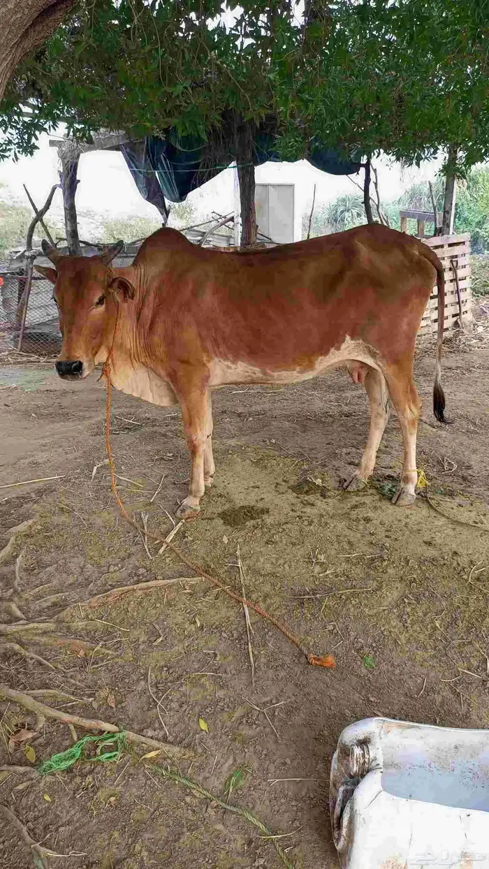 بقرة منتوج تحتها خبشه 2