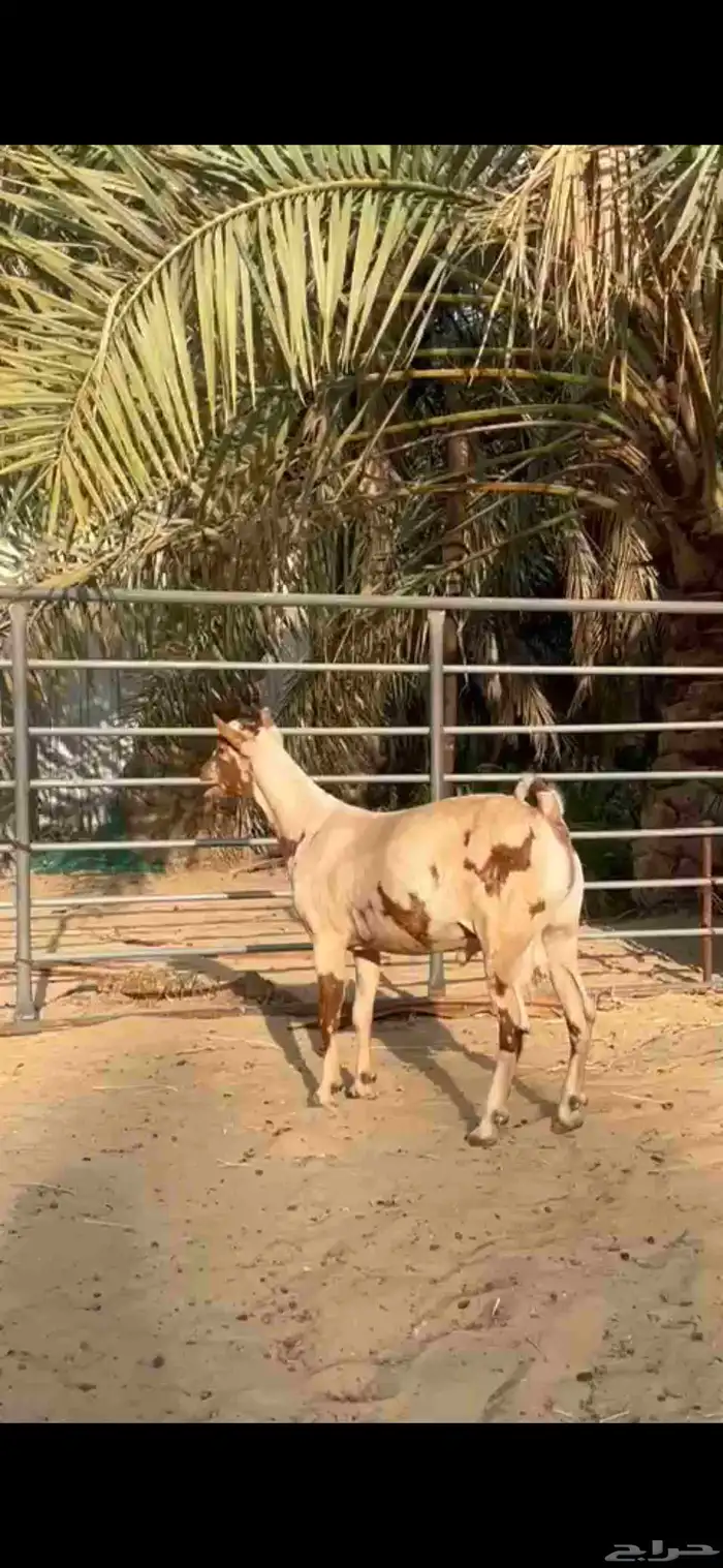 تيس عماني خصم جيشي معرف( مستقبل فحل) 2