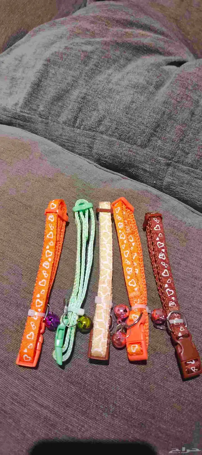 ارانب فلاندر 8