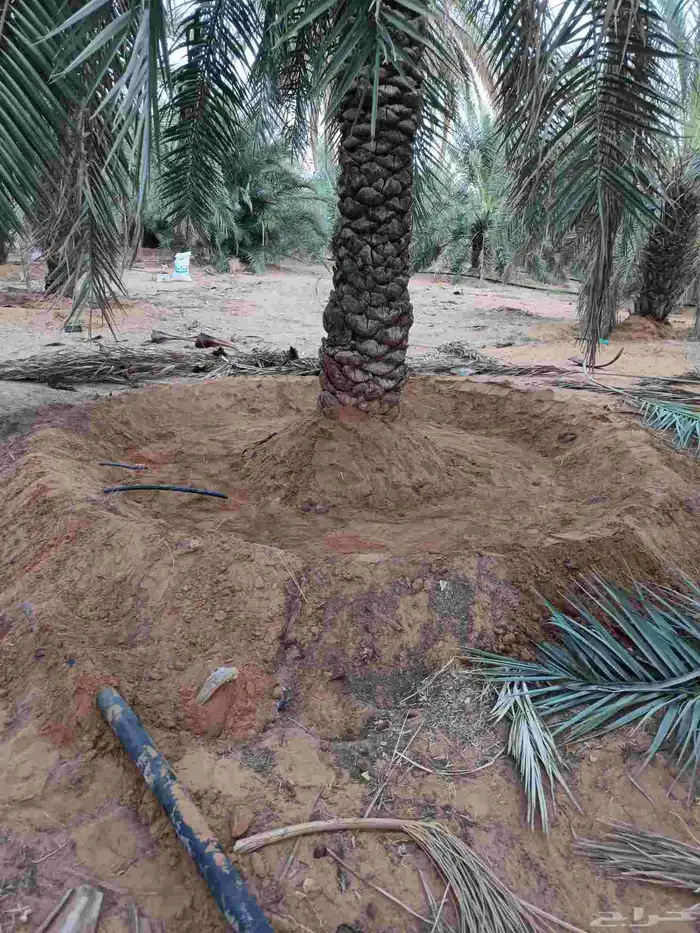 متخصصون في جميع عمال النخيل 0