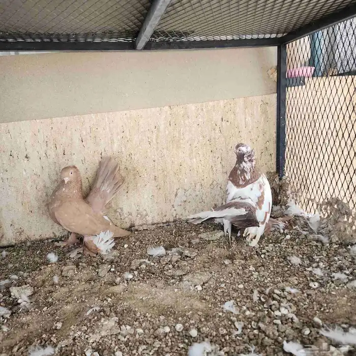 زوج كشكشي   زوج كرنقو   طبات كشكشي 2