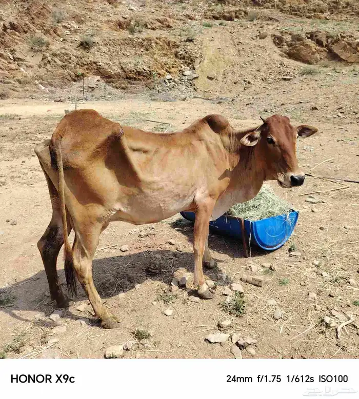 بقره رعويه متبع 2