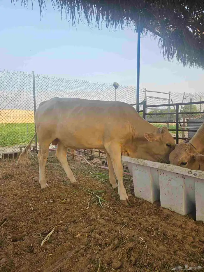 عجول عجلين فواخر 1