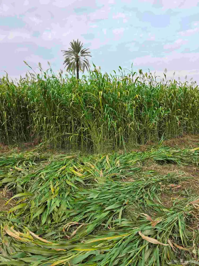 يوجد قصب للبيع توه مجزوز في القابل 0