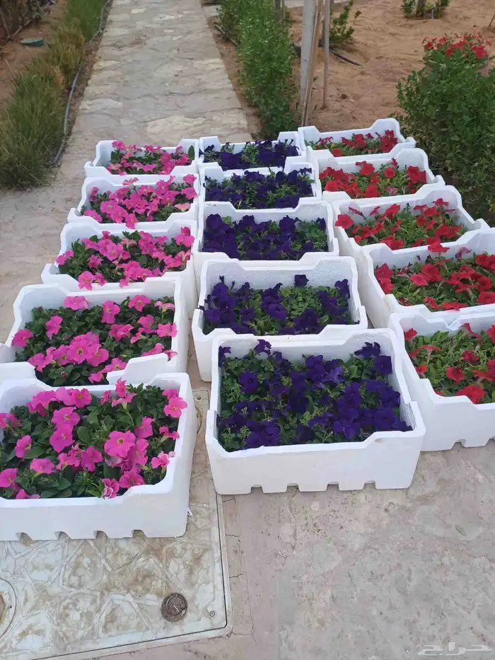 مزارع للحدائق الفلل والاستراحات في شمال الرياض 31