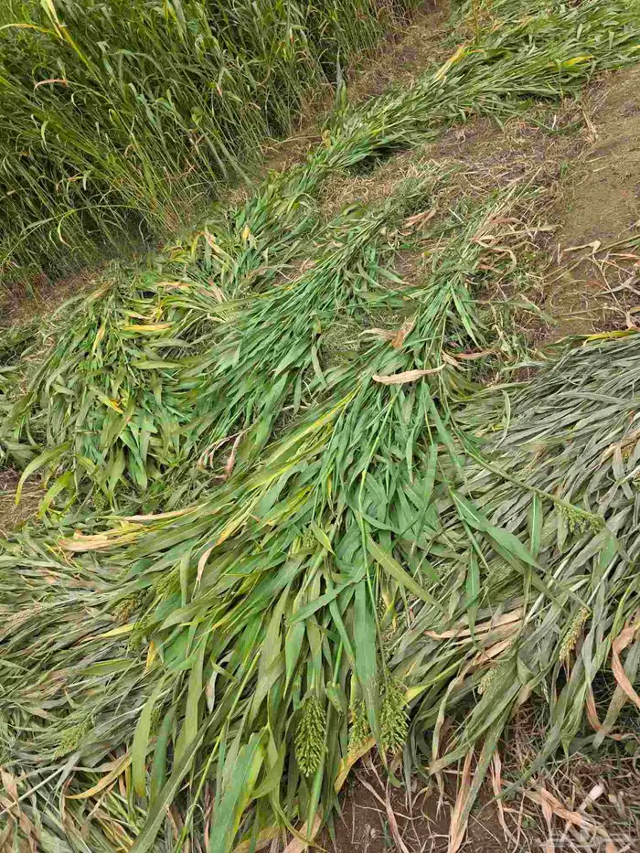 يوجد قصب للبيع توه مجزوز في القابل 1