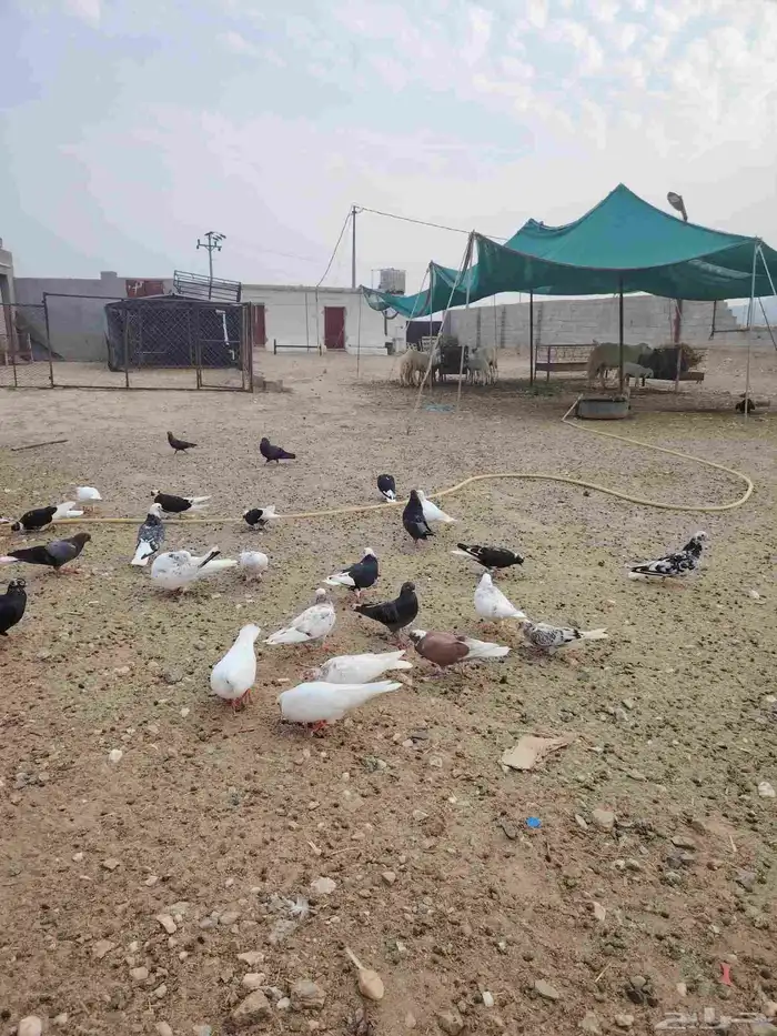 حمام قطايف قلاب بالمجاردة 0