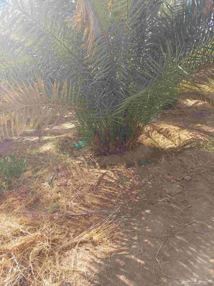 يوجد لدينا فسايل نخيل خلاص حساء 1