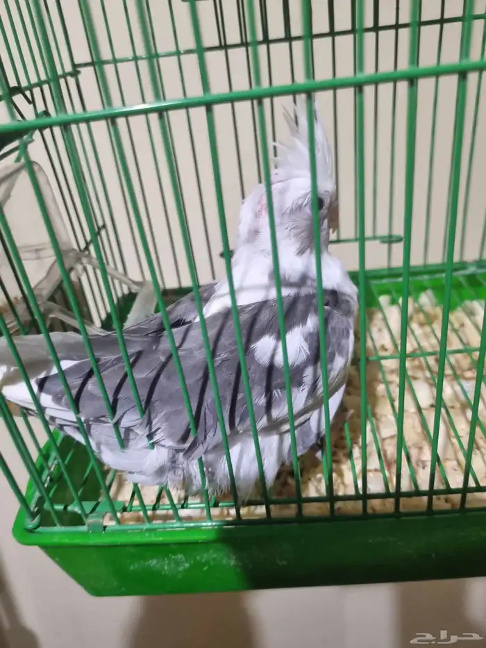 فرخ كروان هولندي اليف وهدد داخلي وخارجي 6