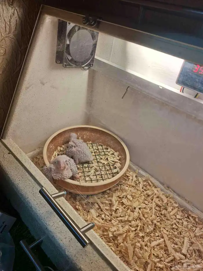 فروخ كنيور يلو سايد 0