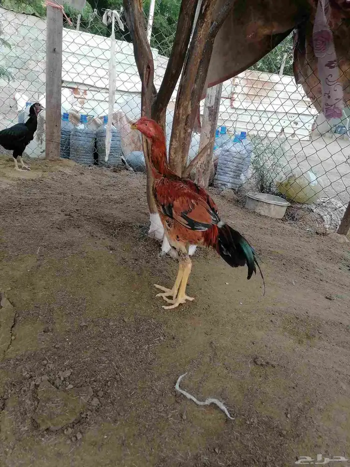 دجاج باكستاني سندي اصيل الطقم ب 200 ريال 4