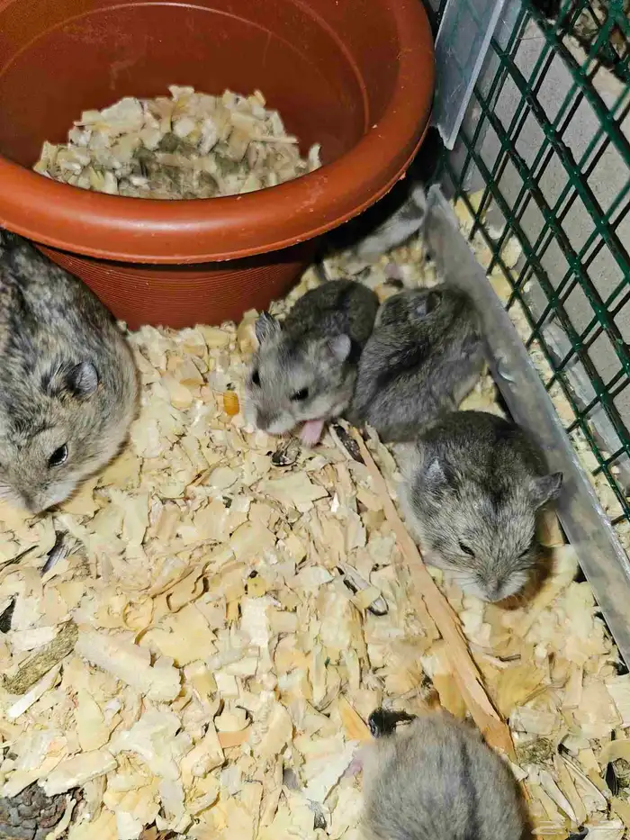 هامسترات روسي 3