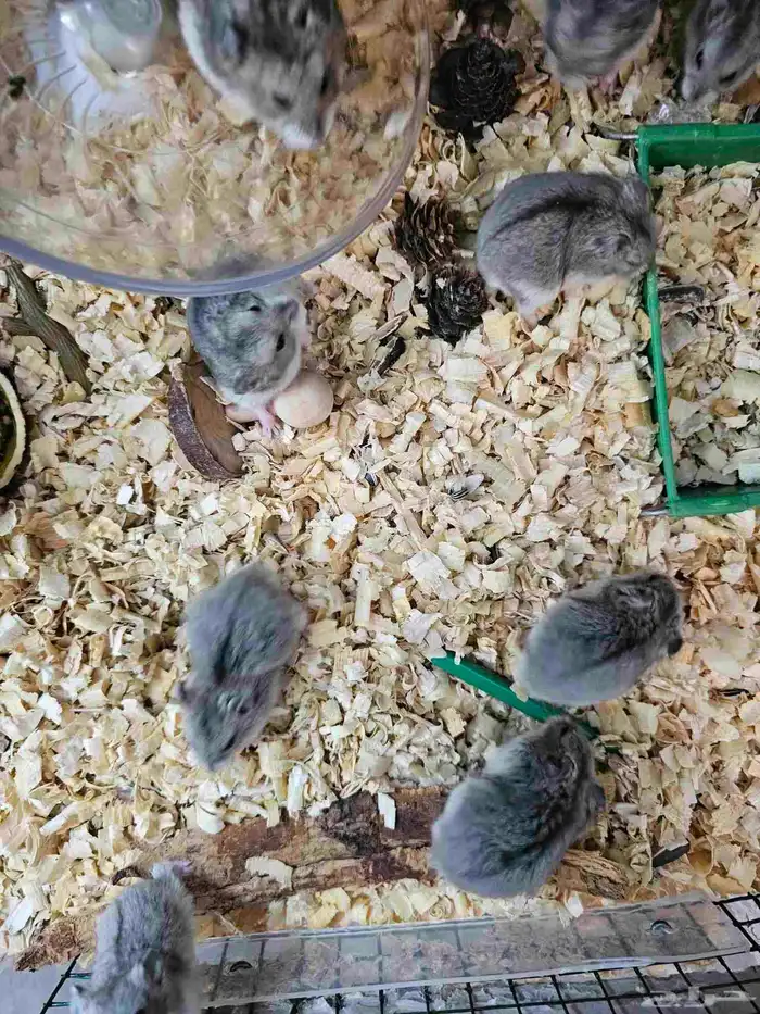 هامسترات روسي 4