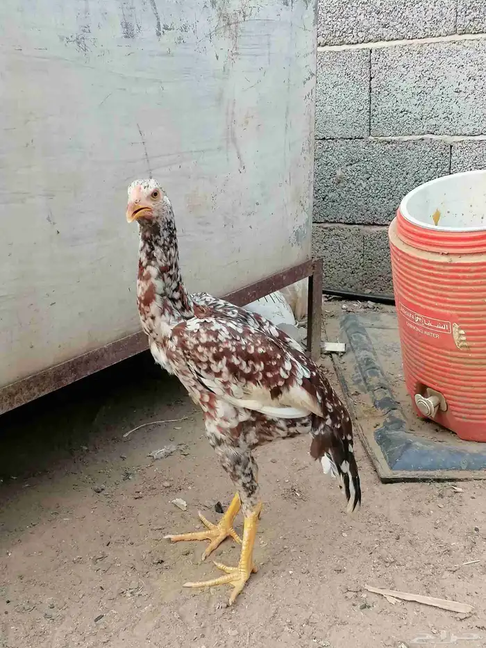 دجاج باكستاني سندي اصيل الطقم ب 200 ريال 6