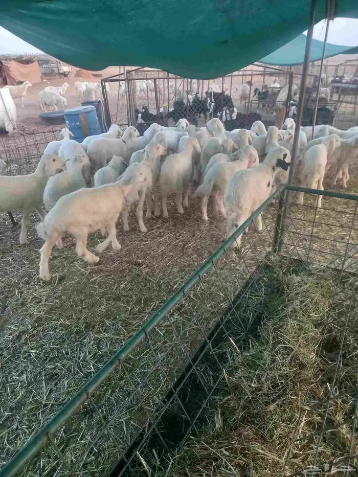 للبيع بهم حري مراح واحد طيبات وسليمه شرط العدد 35 2