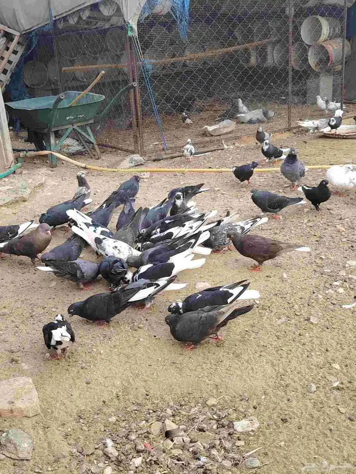 حمام قطايف قلاب بالمجاردة 1