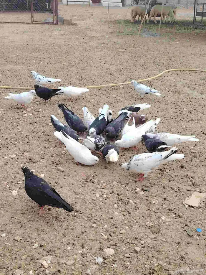 حمام قطايف قلاب بالمجاردة 2