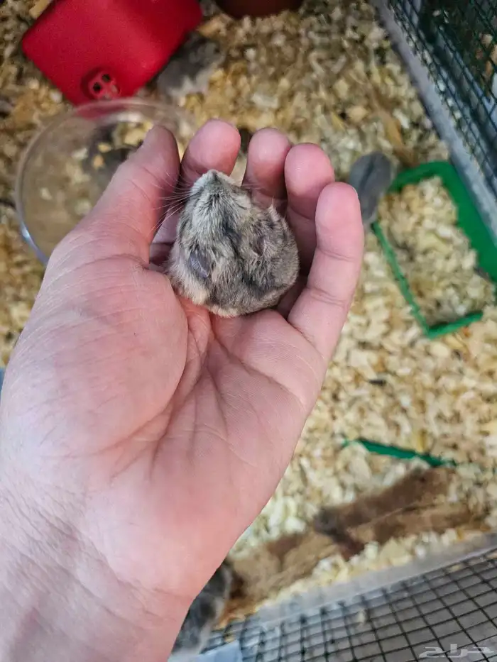 هامسترات روسي 2