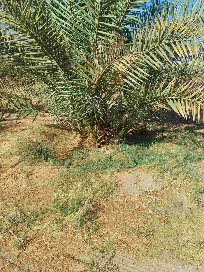يوجد لدينا فسايل نخيل خلاص حساء 4